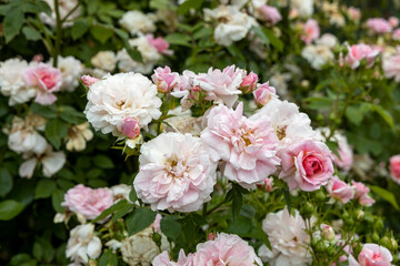Close up of blooming pale pink roses in garden