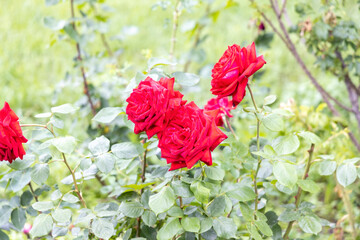 Bright red roses blooming in garden with green foliage