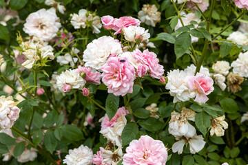 Cluster of pink and white roses in garden