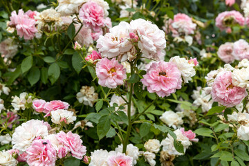 Cluster of blooming pink and white roses in garden