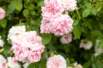 Cluster of pink roses blooming in garden