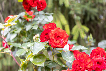 Vibrant red roses in garden with blurred green background