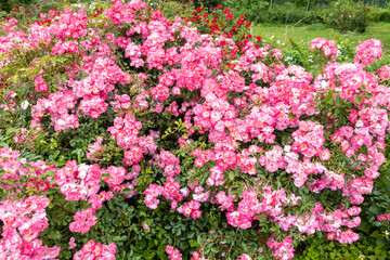 Blooming pink rose bush in summer garden