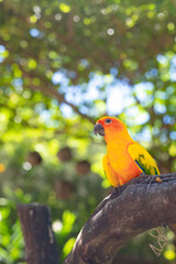 A parrot on the tree