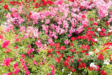 Vibrant blooming rose bushes in a summer garden