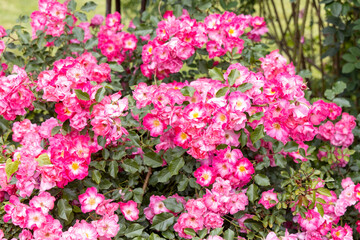 Vibrant pink wild roses blooming in garden