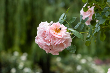 Close-up of pink roses with bee in garden