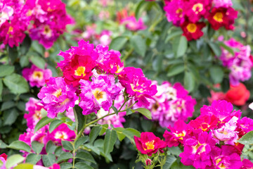 Vibrant pink wild roses in summer garden close up
