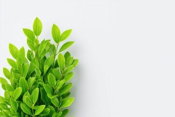 Fototapeta premium bush with fresh green leaves centered on white background