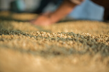 Close up smart farmer techniques hand coffee bean machinery roast apparatus dry sunlight tool sunbeam sunray sunshine fresh garden produce agriculture promotes farmer concept farm blur background