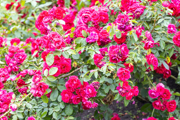 Cluster of vibrant pink roses in a garden