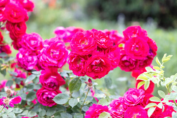Vibrant pink roses blooming in outdoor garden