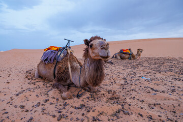 Camels resting in the Erg Chebbi sand dunes located in Morocco on the western edge of the Sahara...