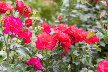 Bright red roses blooming in a garden in summer