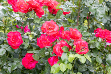 Bright red roses blooming in garden with green leaves