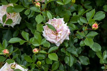 Close up of speckled white and pink rose with green leaves