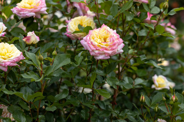 Yellow and pink roses blooming in garden bush