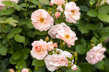 Blooming pale pink roses in garden during daylight