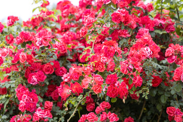Bright red roses in full bloom on bush outdoors