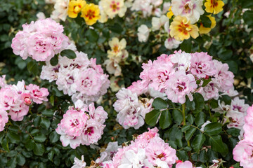 Cluster of pink and yellow roses in garden during summer