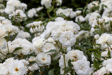 Blooming white roses in a lush garden during daytime