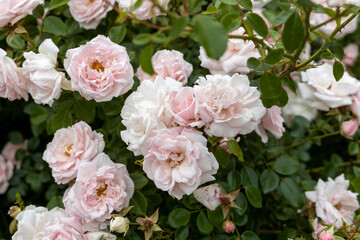 Cluster of pale pink roses blooming in a garden