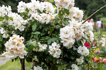 White rose bush blooming in outdoor garden
