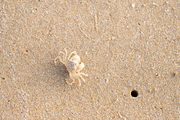 sand and a crab