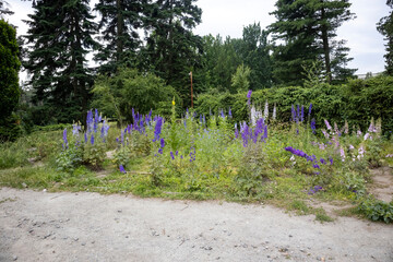 Wildflower garden with purple and white delphinium in park