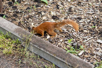 Red squirrel searching for food in a garden bed