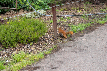 Red squirrel on the ground near a pole in a garden