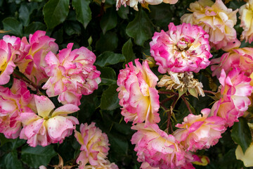 Cluster of pink and yellow roses in garden