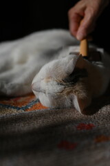 動物, 猫, 生き物, 可愛い, ポートレート