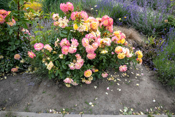 Blooming pink and yellow roses in a garden