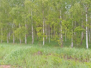 Forest in Siauliai county during cloudy summer day. Oak and birch tree woodland. Cloudy day with...