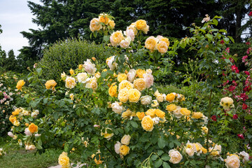 Yellow rose bush blooming in a summer garden