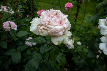Close-up of a faded pink rose in a garden