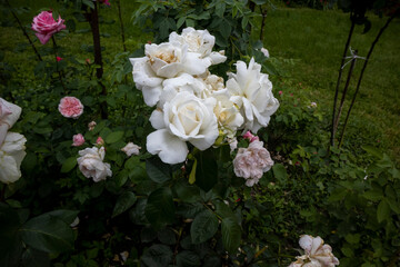 Cluster of white roses blooming in garden with green foliage