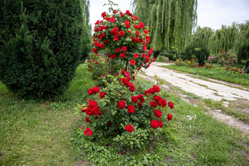 Red rose bushes in a garden near a path
