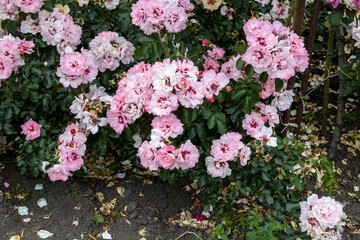 Cluster of blooming pink roses in garden