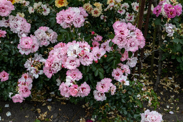 Obraz premium Cluster of blooming pink roses in a garden