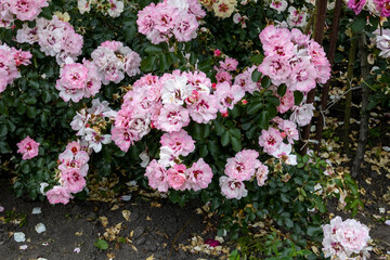 Cluster of light pink roses blooming in garden
