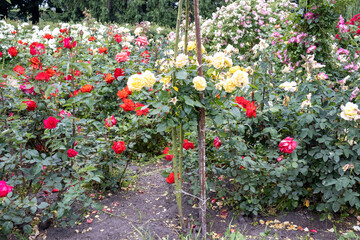 Colorful rose garden in full bloom outdoor daylight