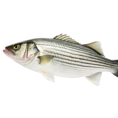 Fototapeta premium Bass png freshwater fish png largemouth bass png game fish png fishing fish png river fish png edible fish png aquatic animal png transparent background image