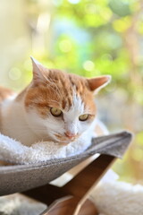 猫