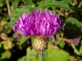 Vibrant Purple Knapweed Flower in Sunlight