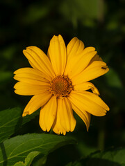 Golden Yellow False Sunflower Bloom with Ant