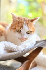 猫