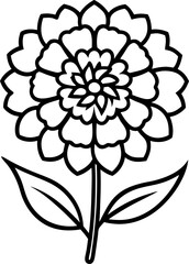 Marigold Flowers Line Art and Colored Version Illustration