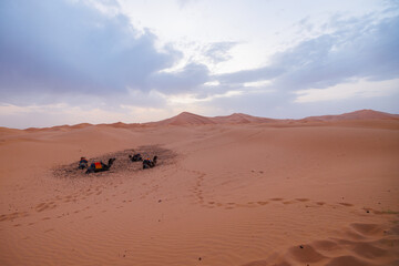 Camels resting in the Erg Chebbi sand dunes located in Morocco on the western edge of the Sahara...